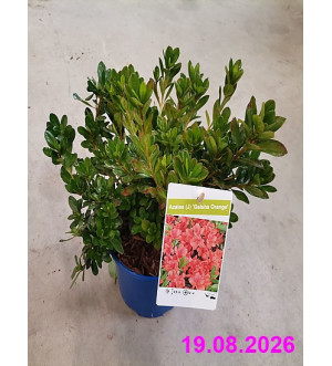 Azalea (J) 'Geisha Orange' C 2 L